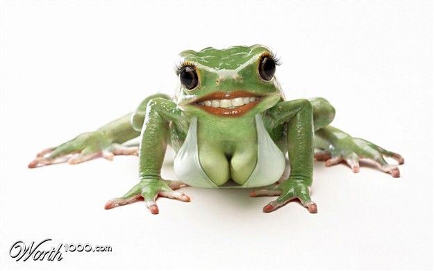 Sexy Frog